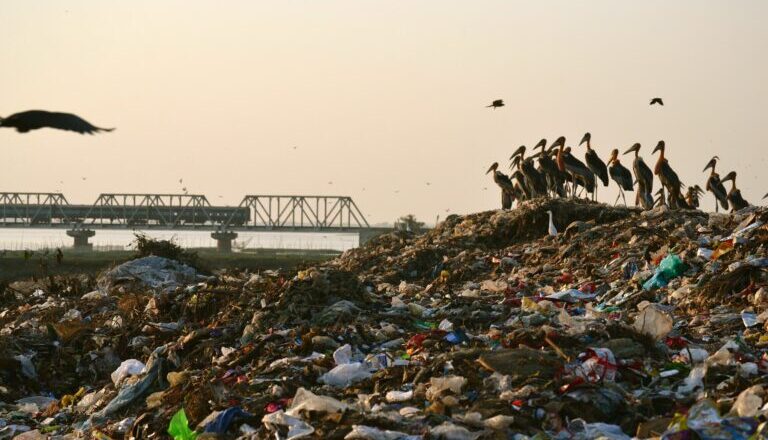 Pollution-Driven Algal Blooms Threaten Deepor Beel Assam Key Wetland