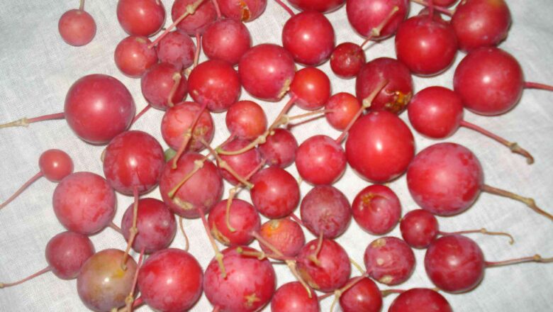 Climate Change and Irrigation Threaten Rajasthan Hardy Ker Berry, Impacting Women Income