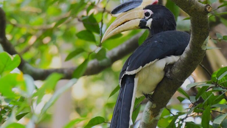 Striking Malabar Pied Hornbills Make Unexpected Appearance in Udupi City