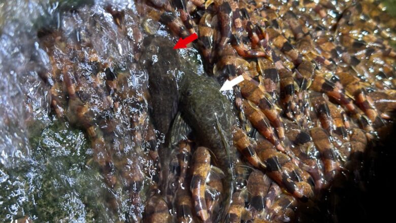 Tiny Catfish Use Suction to Scale Waterfalls in Rare Brazilian Migration
