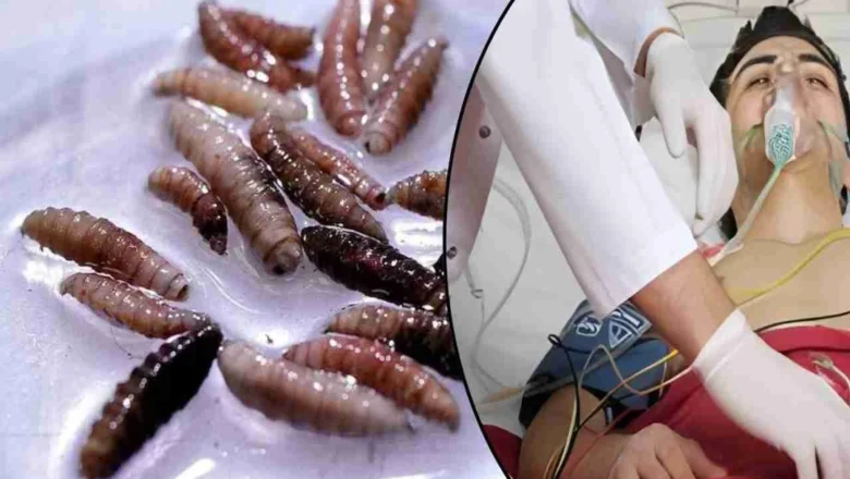 Screwworm Outbreak Threatens Mexico Diplomatic Tensions Rise