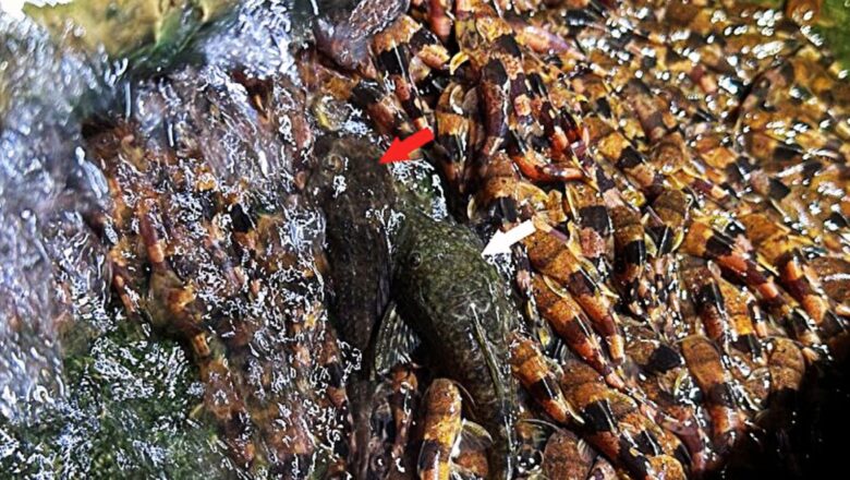 Tiny Catfish Use ‘Suction’ to Scale Waterfalls in Rare Brazilian Migration