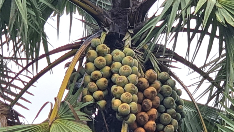 Botanists Launch Pan-African Network to Halt Extinction and Promote Sustainable Use