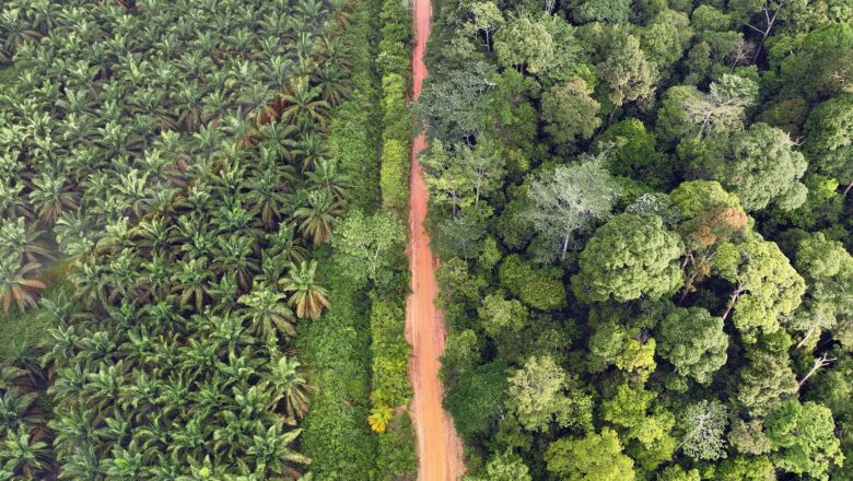 Carbon Mitigation Estimates Slashed as Study Finds Reforestation Land is Two-Thirds Less Than Previously Thought