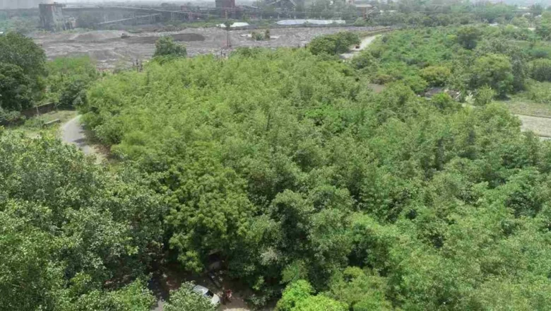 From Lunar Surface to Lush Forest: Scientist Uses Bamboo to Heal Villages Choked by Toxic Thermal Ash
