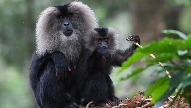 Tamil Nadu Sanctions 1 Crore for New Conservation Push, Targeting Four Endangered Species