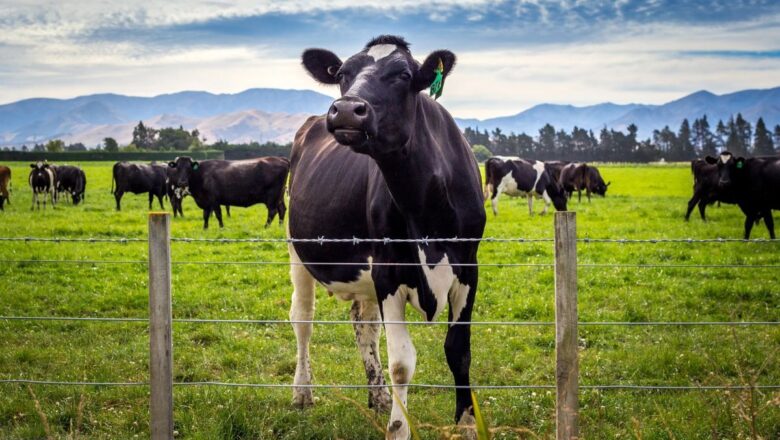 New Zealand Invests $42 Million to Transform Biodiversity into High-Value Exports