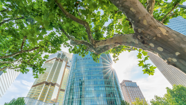New Research Unlocks Secrets to Urban Cooling: Trees Can Lower City Temperatures by Up to 12°C