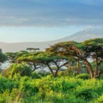 Africa Great Green Wall: Billions Pledged Little Green Seen