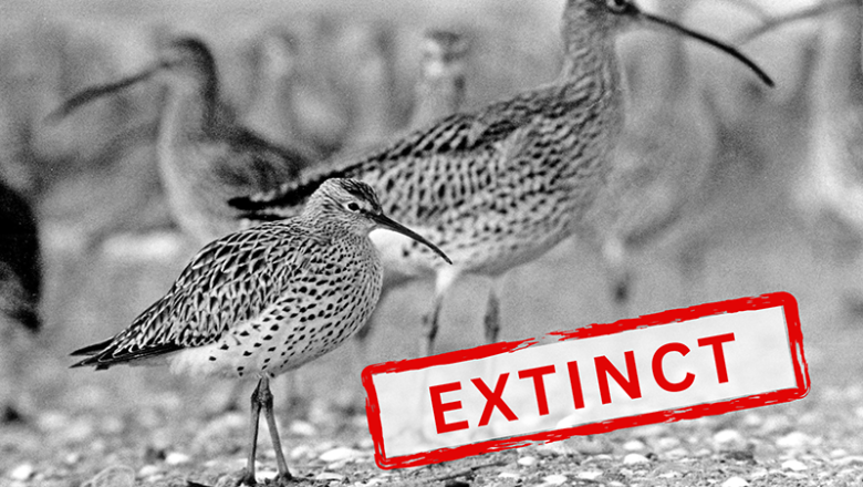 Slender Billed Curlew Declared Extinct: A Wake-Up Call for Global Bird Conservation