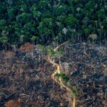 Global Forest Crisis Deepens as World Fails to Curb Deforestation by 2030 Target