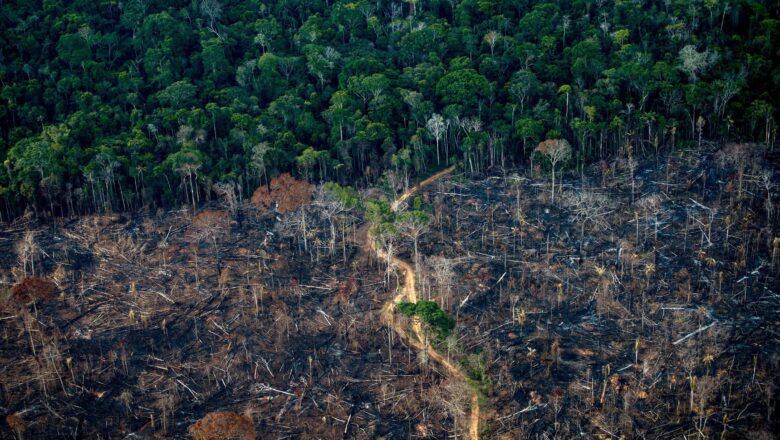 Global Forest Crisis Deepens as World Fails to Curb Deforestation by 2030 Target