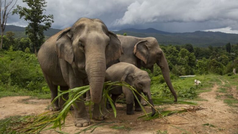 First DNA-Based Elephant Census Reveals 22,446 Pachyderms in India Connectivity Loss is New Conservation Crisis