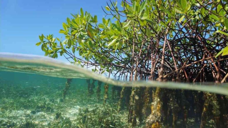 Mangroves Save Billions in Damages During Hurricanes, New Study Finds