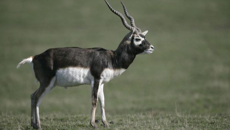 Miraculous Comeback: Blackbuck Population Revived in Chhattisgarh After 50-Year Extinction