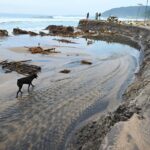 Andhra Pradesh to Build 5-km-Wide Great Green Wall to Shield Coastline from Cyclones and Climate Threats