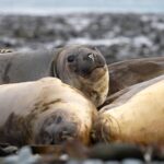 Avian Flu Suspected in Mass Seal Deaths on Remote Heard Island