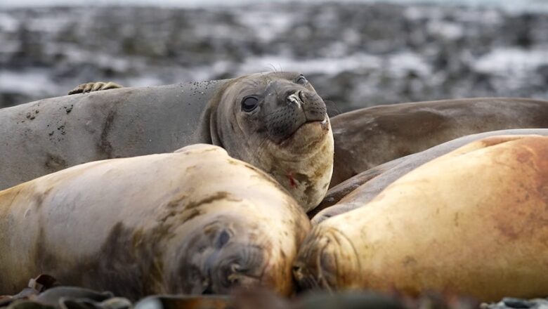 Avian Flu Suspected in Mass Seal Deaths on Remote Heard Island