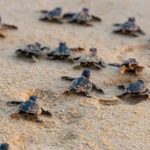 Sea Turtles Losing Nesting Grounds Along Karnataka Coast Amid Rising Erosion and Climate Threats