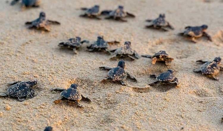 Sea Turtles Losing Nesting Grounds Along Karnataka Coast Amid Rising Erosion and Climate Threats
