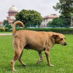 Supreme Court Street Dog Ruling Sparks Call for Balanced Coexistence in Rural and Wildlife Areas