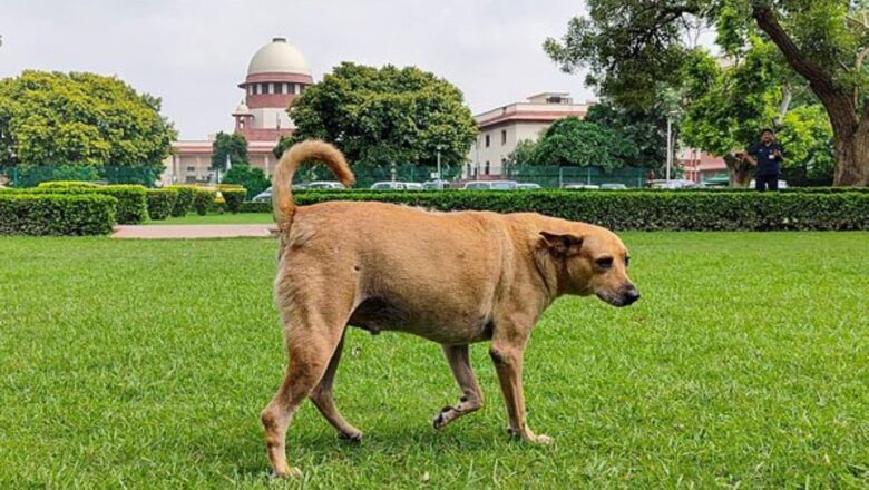 Supreme Court Street Dog Ruling Sparks Call for Balanced Coexistence in Rural and Wildlife Areas
