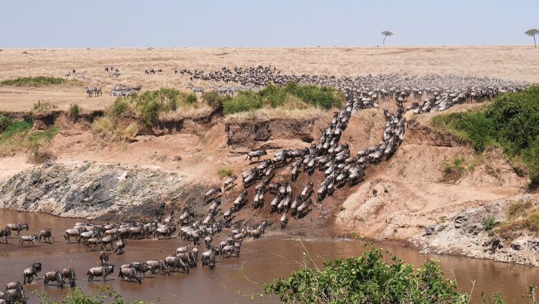 Satellites and AI Offer New View of the Great Wildebeest Migration Across East Africa