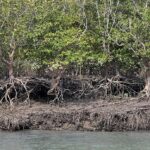 India Restores Over 22,000 Hectares of Mangroves Under MISHTI Gujarat Leads, Bengal Lags