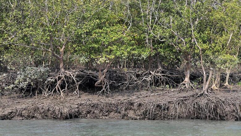 India Restores Over 22,000 Hectares of Mangroves Under MISHTI Gujarat Leads, Bengal Lags