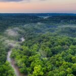 India Among Top 5 Nations in Forest Carbon Removals, Says FAO Report