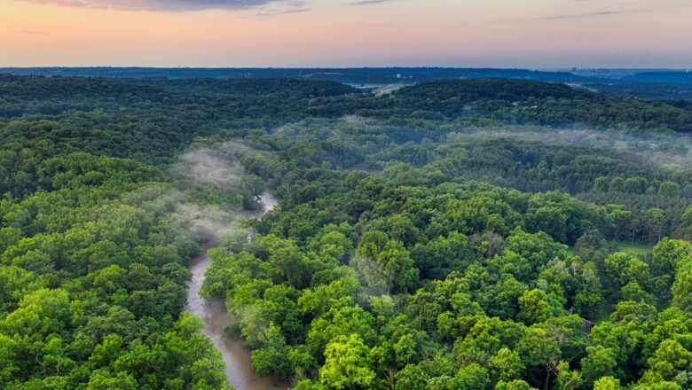 India Among Top 5 Nations in Forest Carbon Removals, Says FAO Report