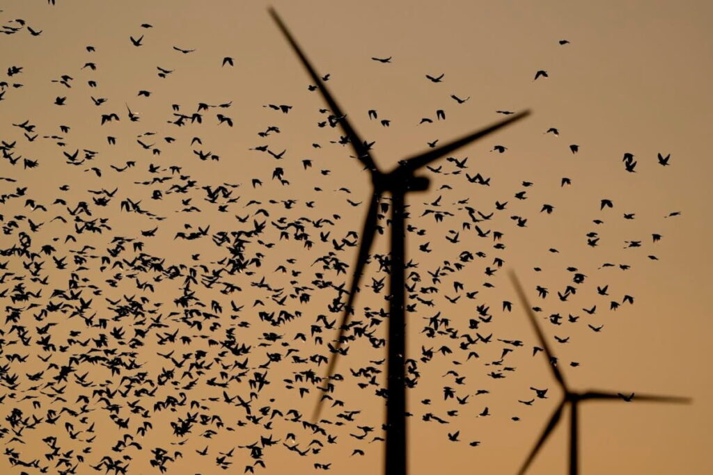 Radar Study Reveals Offshore Wind Turbines Pose Seasonal Risks to Migrating Birds