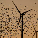 Radar Study Reveals Offshore Wind Turbines Pose Seasonal Risks to Migrating Birds