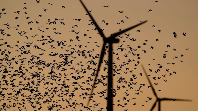 Radar Study Reveals Offshore Wind Turbines Pose Seasonal Risks to Migrating Birds