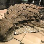 110-Million-Year-Old Dinosaur ‘Mummy’ Unearthed in Canada Amazes Scientists with Intact Skin and Organs