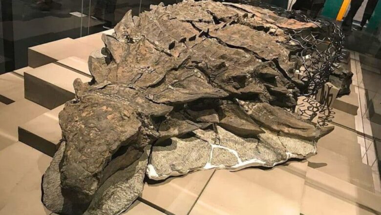 110-Million-Year-Old Dinosaur ‘Mummy’ Unearthed in Canada Amazes Scientists with Intact Skin and Organs