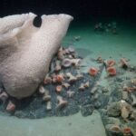 Hidden World Unveiled: Scientists Discover Thriving Ecosystem Around Giant Deep-Sea Creature