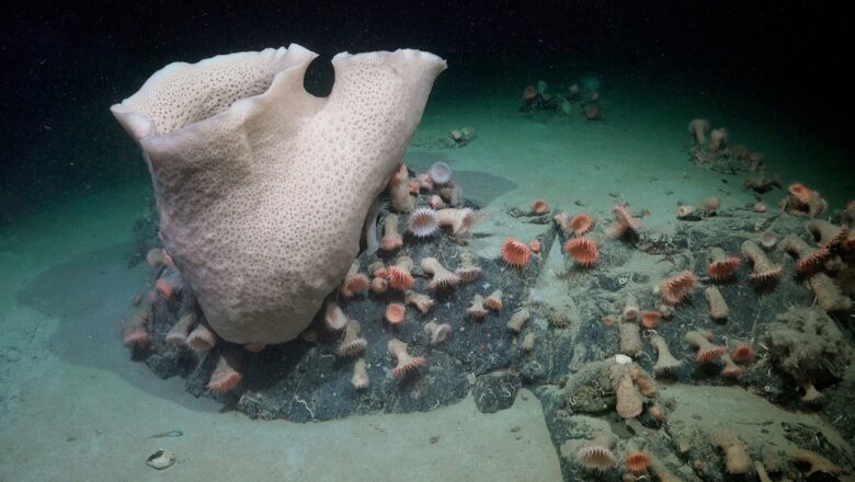 Hidden World Unveiled: Scientists Discover Thriving Ecosystem Around Giant Deep-Sea Creature