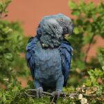 Spix Macaw Reintroduction Faces Crisis as Deadly Virus Detected in Brazil’s Wild Population