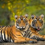 New Policy Ensures Forest-Dwellers Rights in Tiger Reserves Remain Central to Conservation Efforts