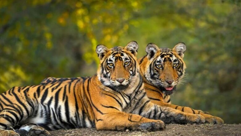 New Policy Ensures Forest-Dwellers Rights in Tiger Reserves Remain Central to Conservation Efforts