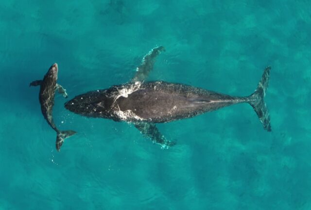 Whales Play Key Role in Boosting Ocean Productivity by Recycling Vital Nutrients