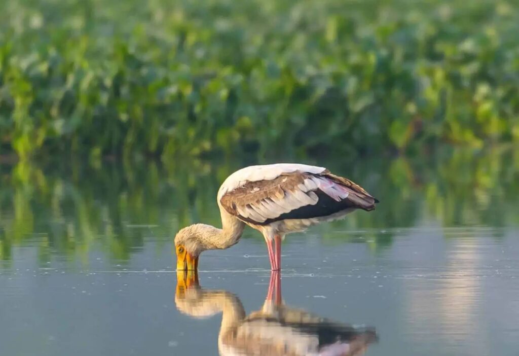 Delhi Wetlands Vanishing: Study Reveals 97% Loss in South Delhi Amid Urbanisation Pressure