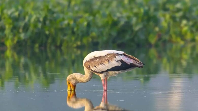 Delhi Wetlands Vanishing: Study Reveals 97% Loss in South Delhi Amid Urbanisation Pressure