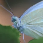 Sikkim Unveils New Habitat for Rare Black-spot Royal Butterfly