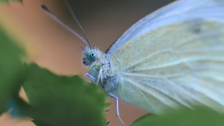 Sikkim Unveils New Habitat for Rare Black-spot Royal Butterfly