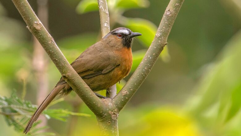 Glass Buildings Threaten Birdlife in Nilgiris, Study Finds