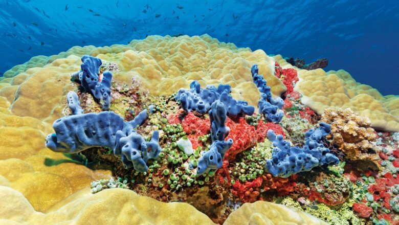 Battle for Reefs: Scientists Fight to Save Corals from Warming Seas