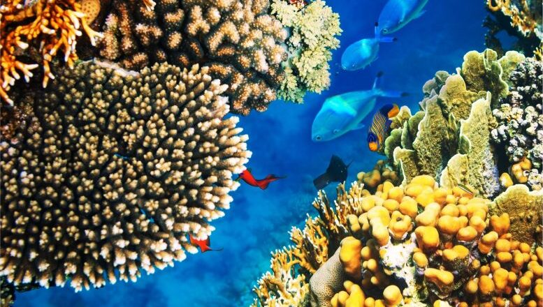 Fading Reefs: Coral Ecosystems Face Irreversible Collapse as Global Temperatures Soar