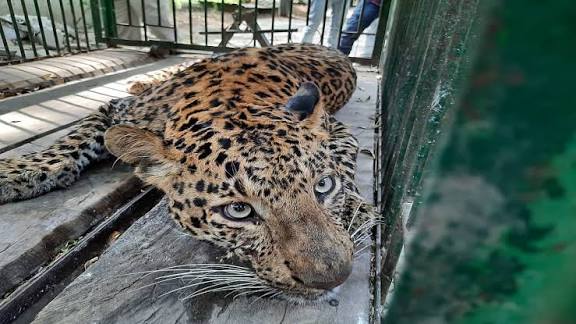 Leopard Capture Sparks Wildlife Conservation Debate in Pune